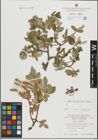 Foto von Salix hastata L.